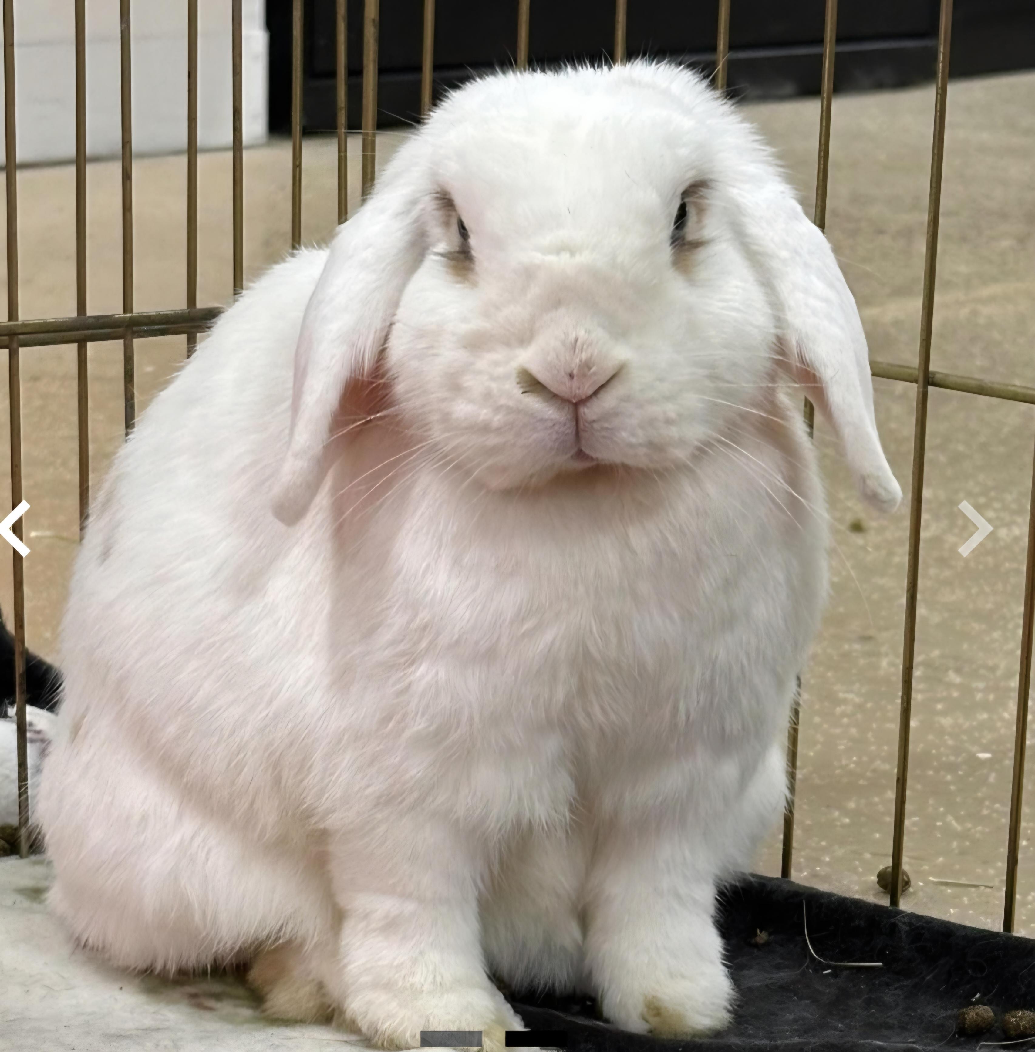 Enlarge Buffy bonded with Willow, a Adoptable mixed breed in Erie, CO image 1/1