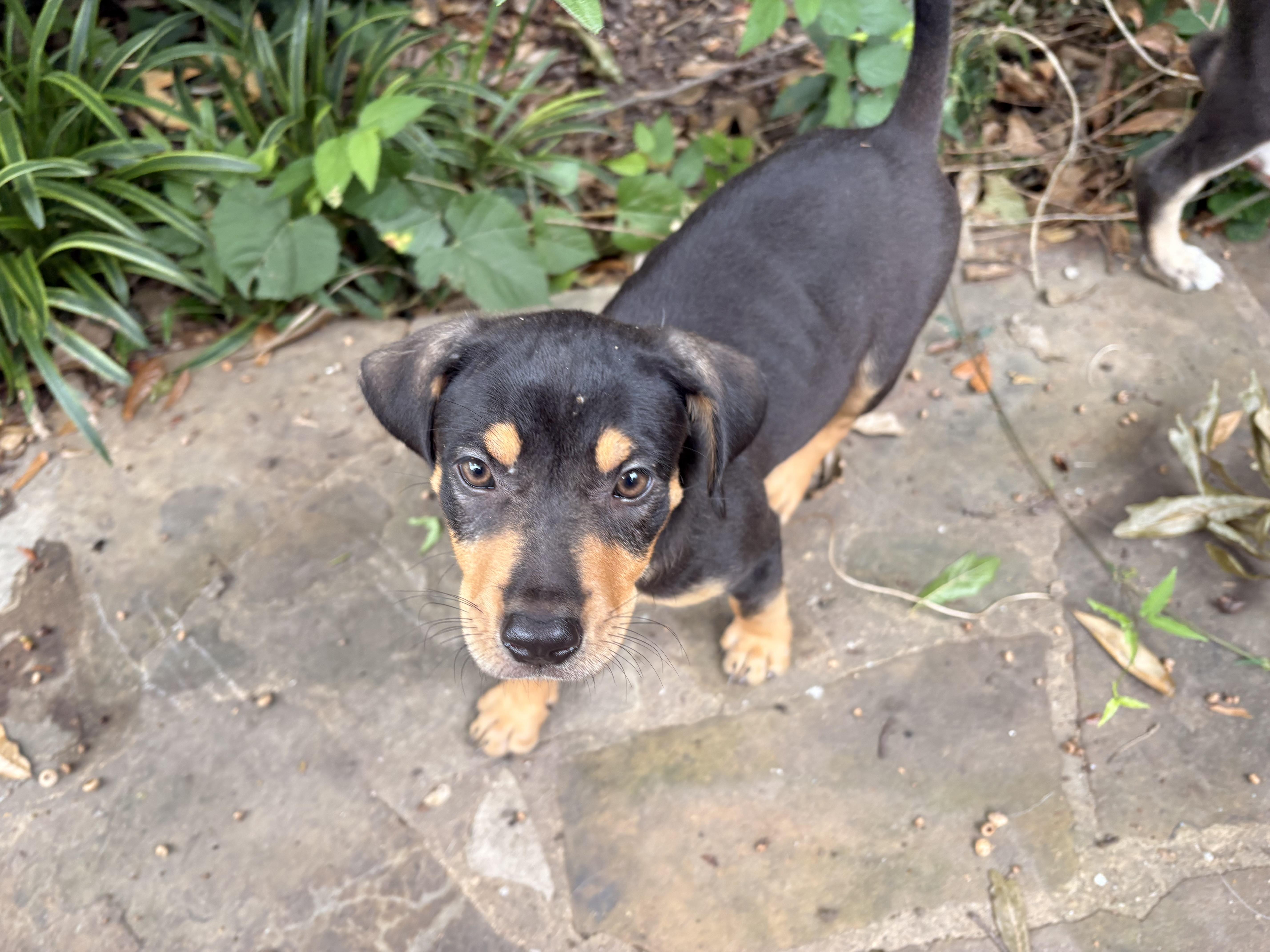 Enlarge Goose, a Adoptable mixed breed in Arlington , VA image 2/4
