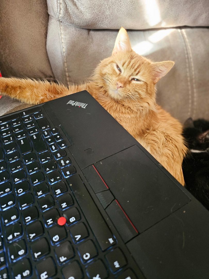 Garfield , Adopted, Adult Male Domestic Long Hair & Maine Coon.