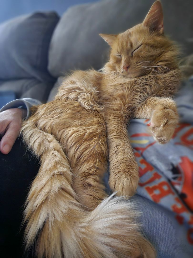 Enlarge Garfield , a Adopted mixed breed in johnston, RI image 3/5