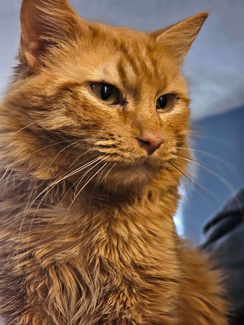 Enlarge Garfield , a Adopted mixed breed in johnston, RI image 4/5