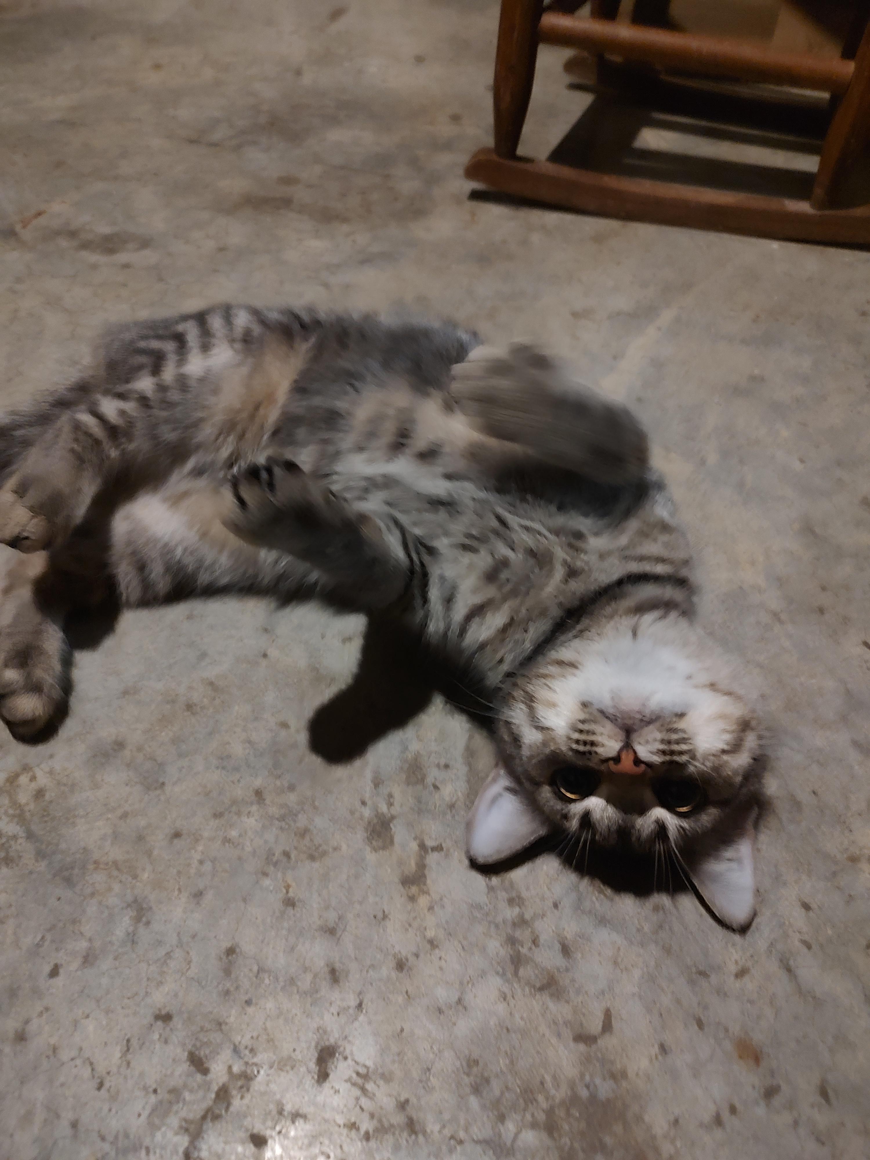 Enlarge Skippy, an adopted Tabby in Harned, KY image 2/3