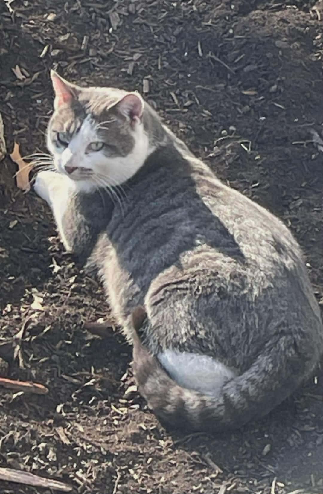 Olaf, Adoptable, Adult Male Domestic Short Hair.