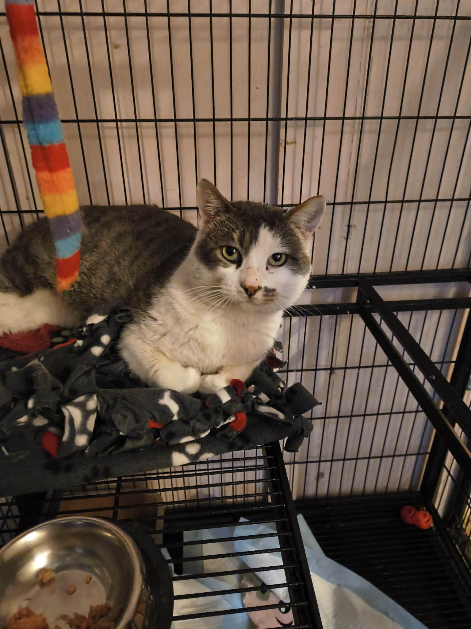 Enlarge Olaf, a Adoptable Domestic Short Hair in Stover, MO image 2/2