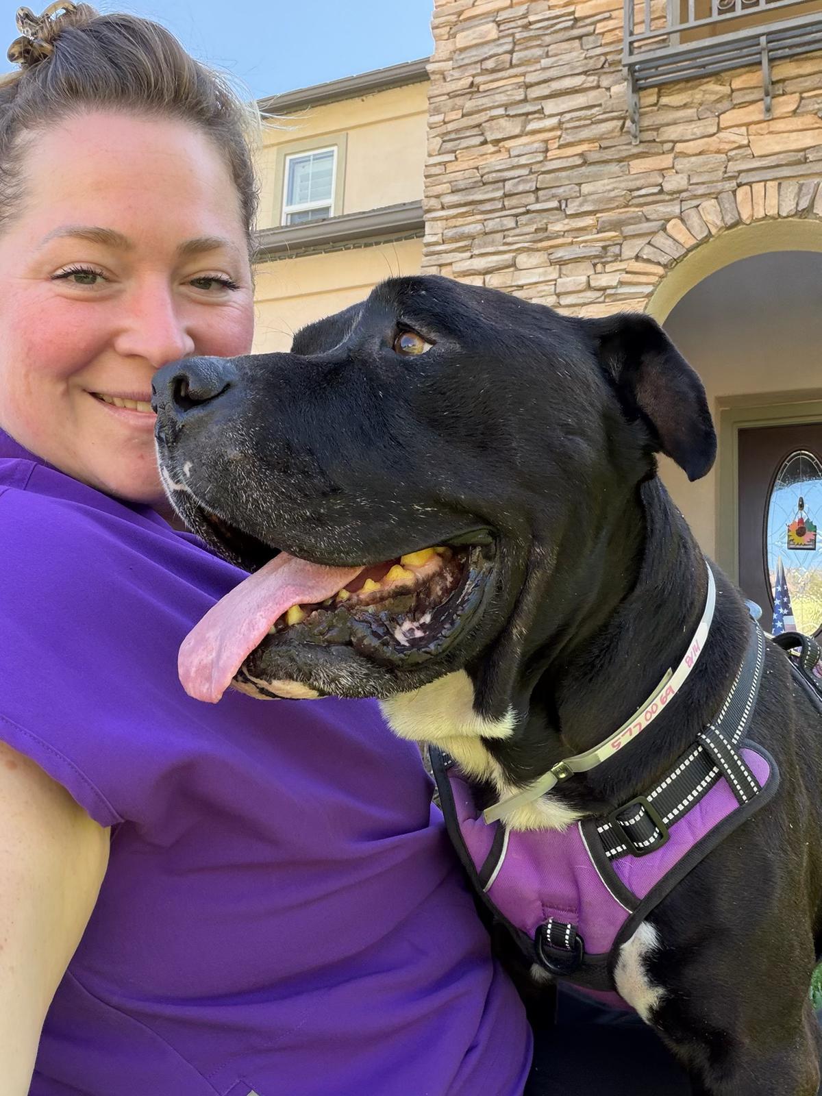 Enlarge Forest, a Adoptable Pit Bull Terrier in Roseville, CA image 1/3