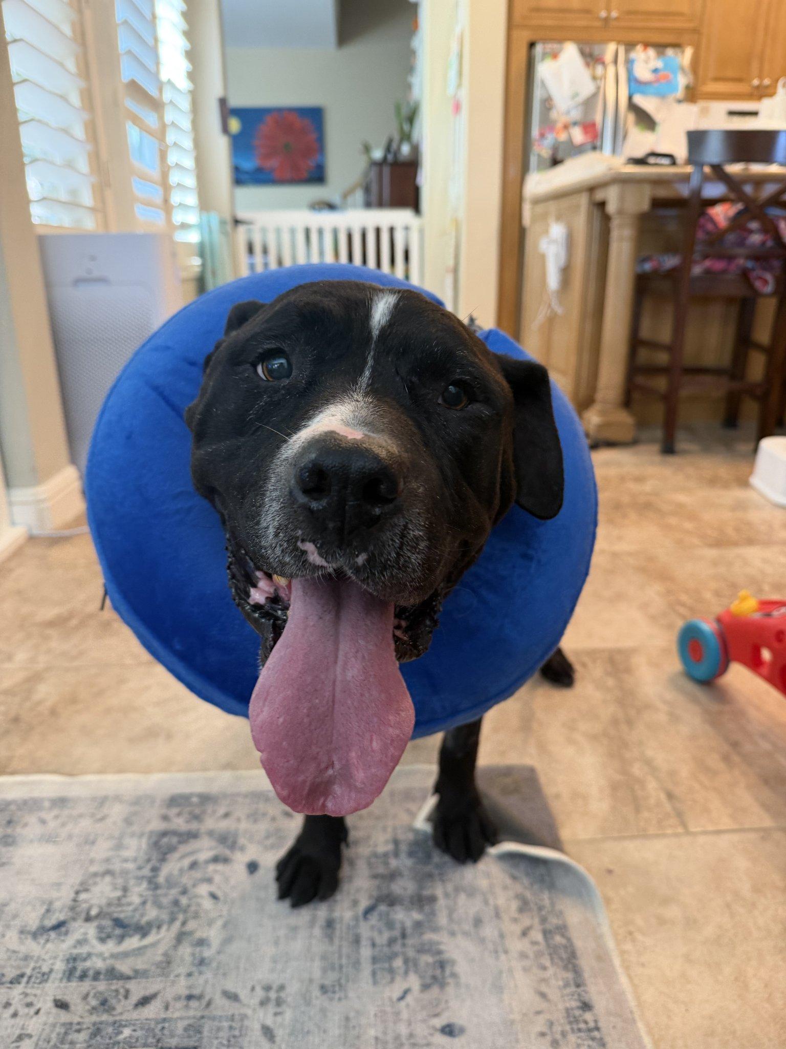 Enlarge Forest, a Adoptable Pit Bull Terrier in Roseville, CA image 2/3