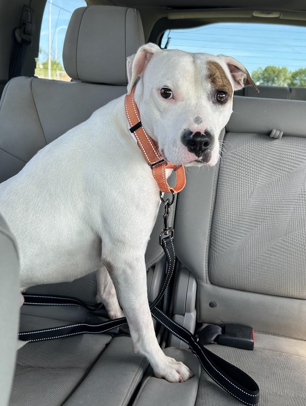 Enlarge REN - Local, a Adoptable mixed breed in Warwick, RI image 3/4