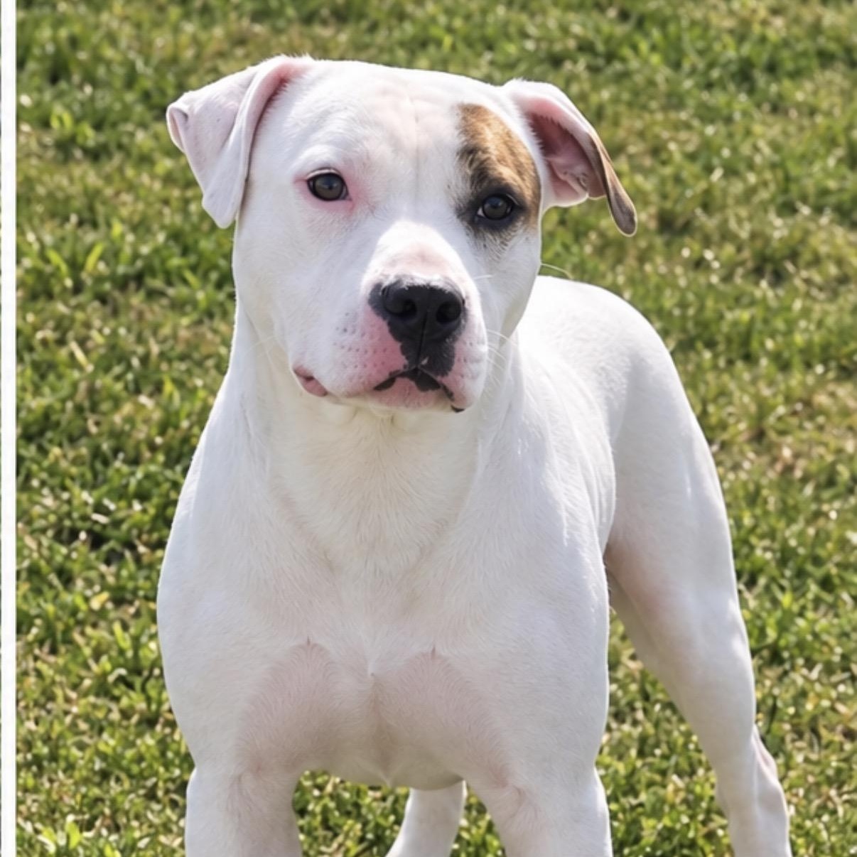 Enlarge REN - Local, a Adoptable mixed breed in Warwick, RI image 4/4