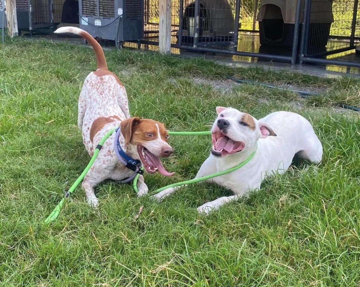 Enlarge REN - Local, a Adoptable mixed breed in Warwick, RI image 2/4