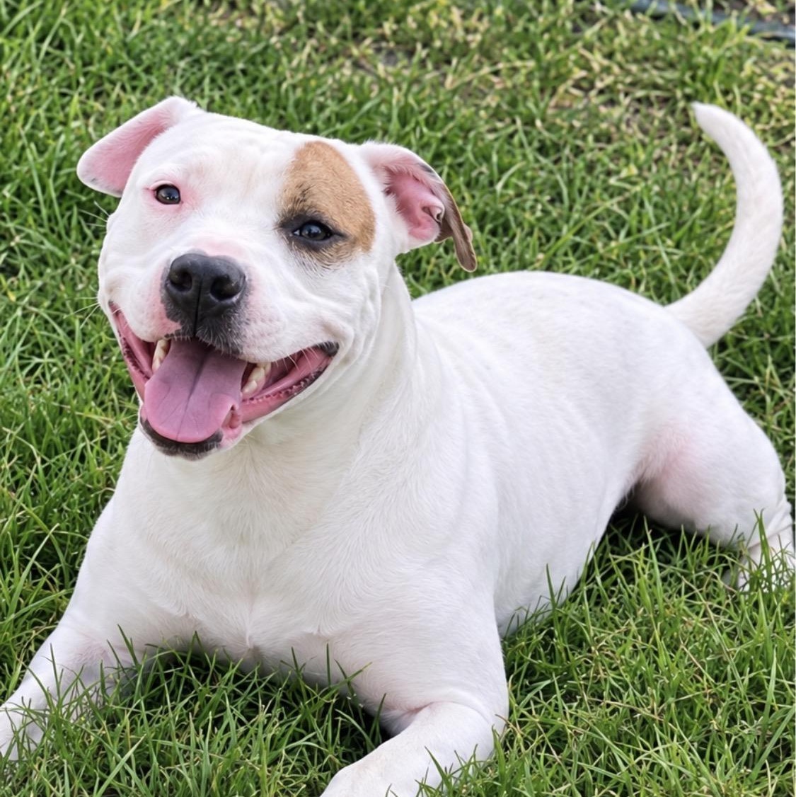 Enlarge REN - Local, a Adoptable mixed breed in Warwick, RI image 1/4