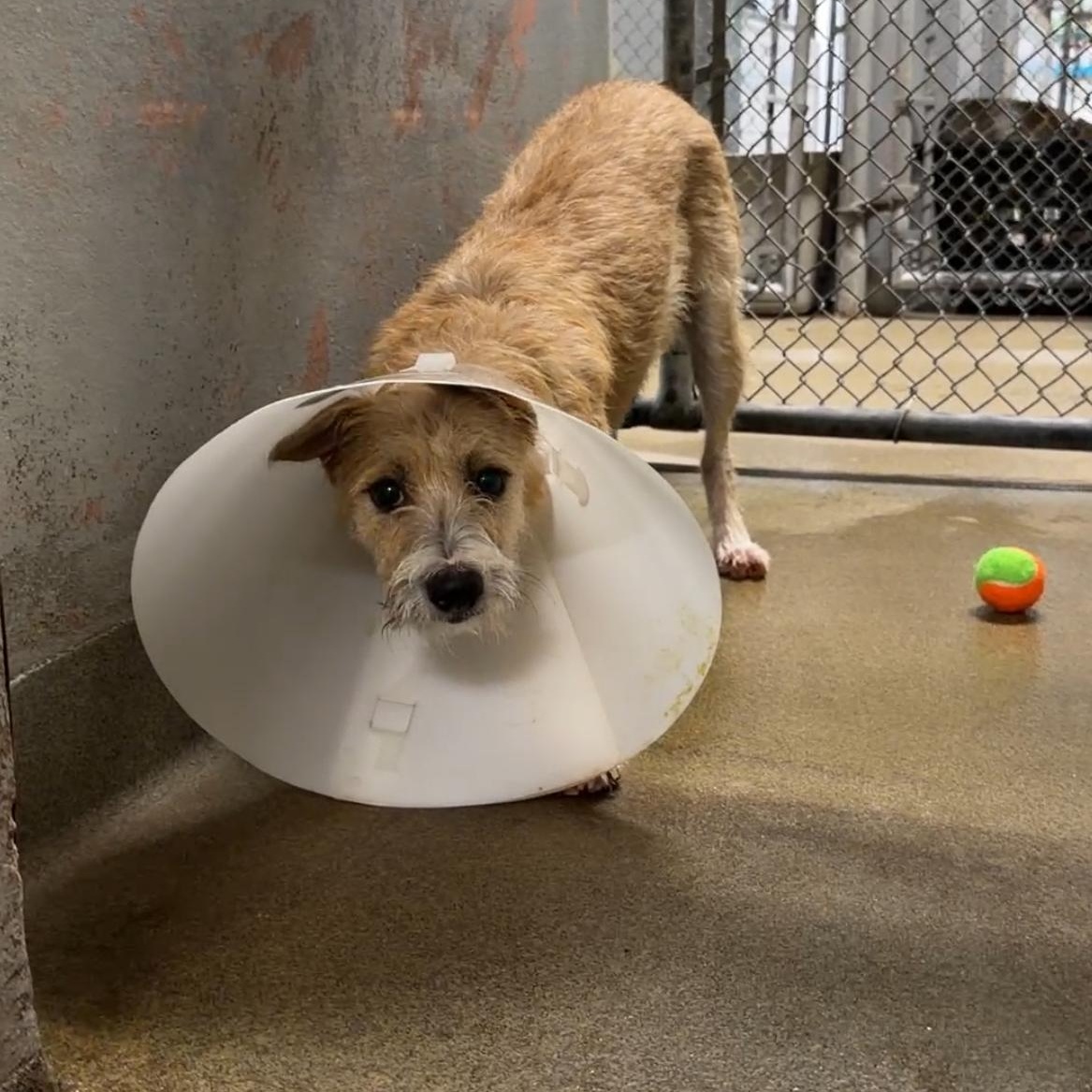 Enlarge Scruffy 8540, a ADOPTABLE mixed breed in Boca Raton, FL image 1/1