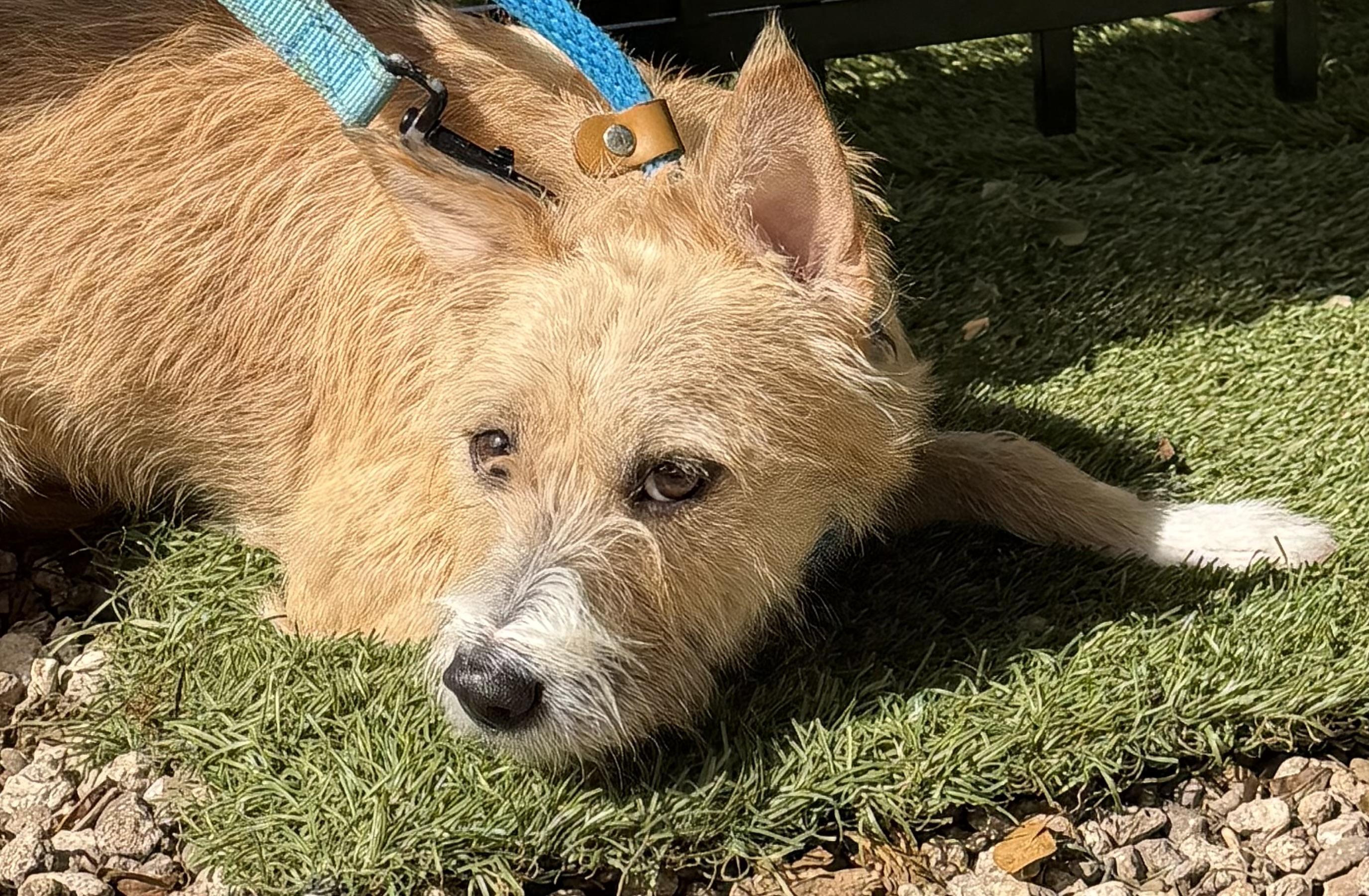 Enlarge Scruffy 8540, a ADOPTABLE mixed breed in Boca Raton, FL image 1/1
