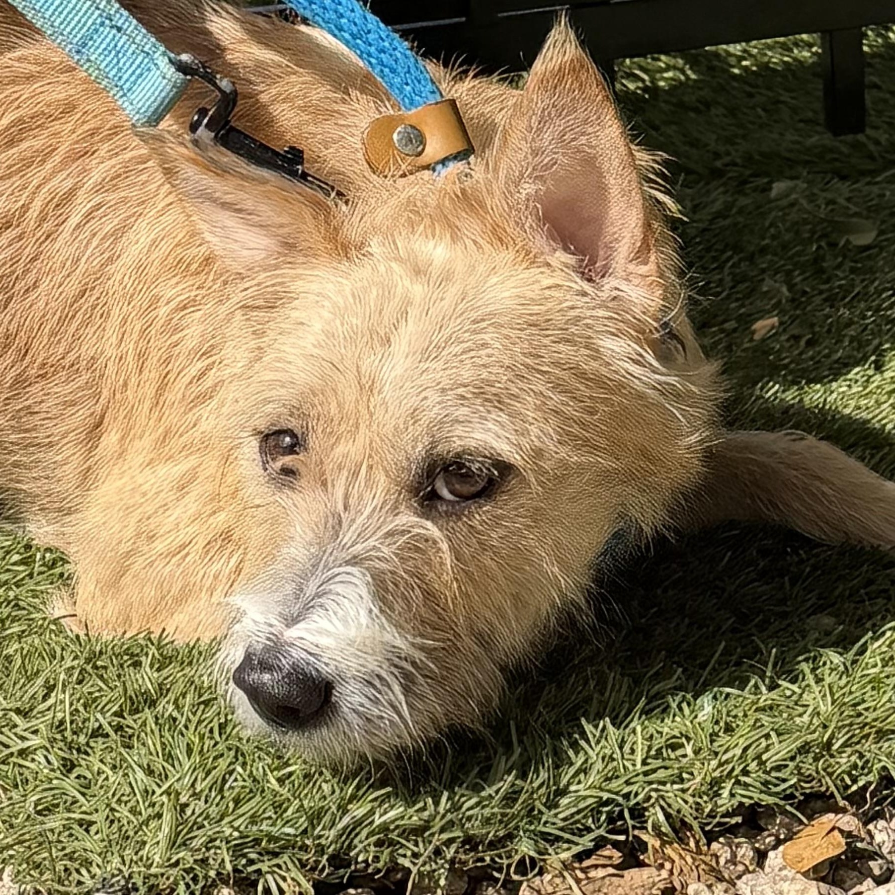 Enlarge Scruffy 8540, a ADOPTABLE mixed breed in Boca Raton, FL image 1/1