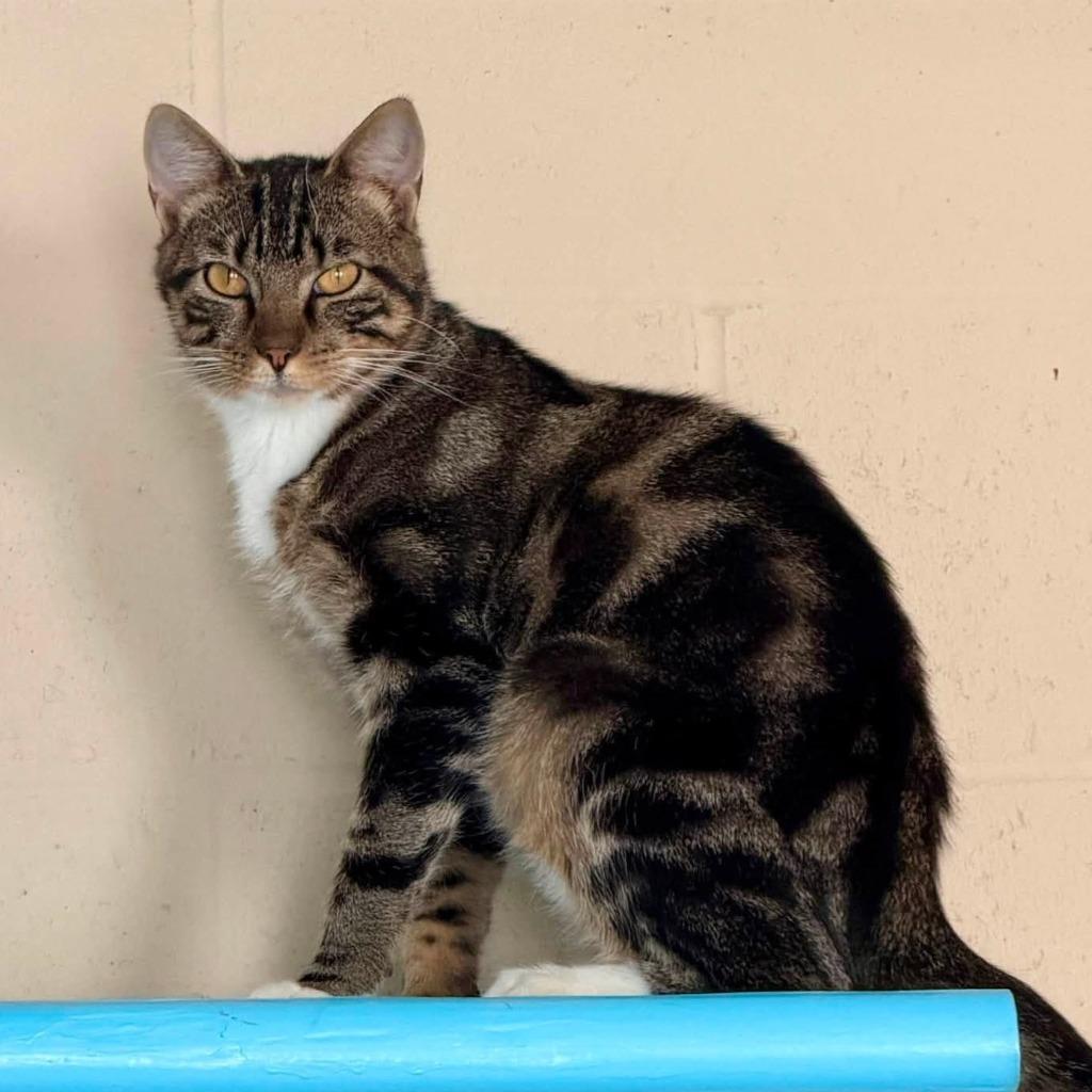 Mews, Adoptable, Young Male Domestic Short Hair.