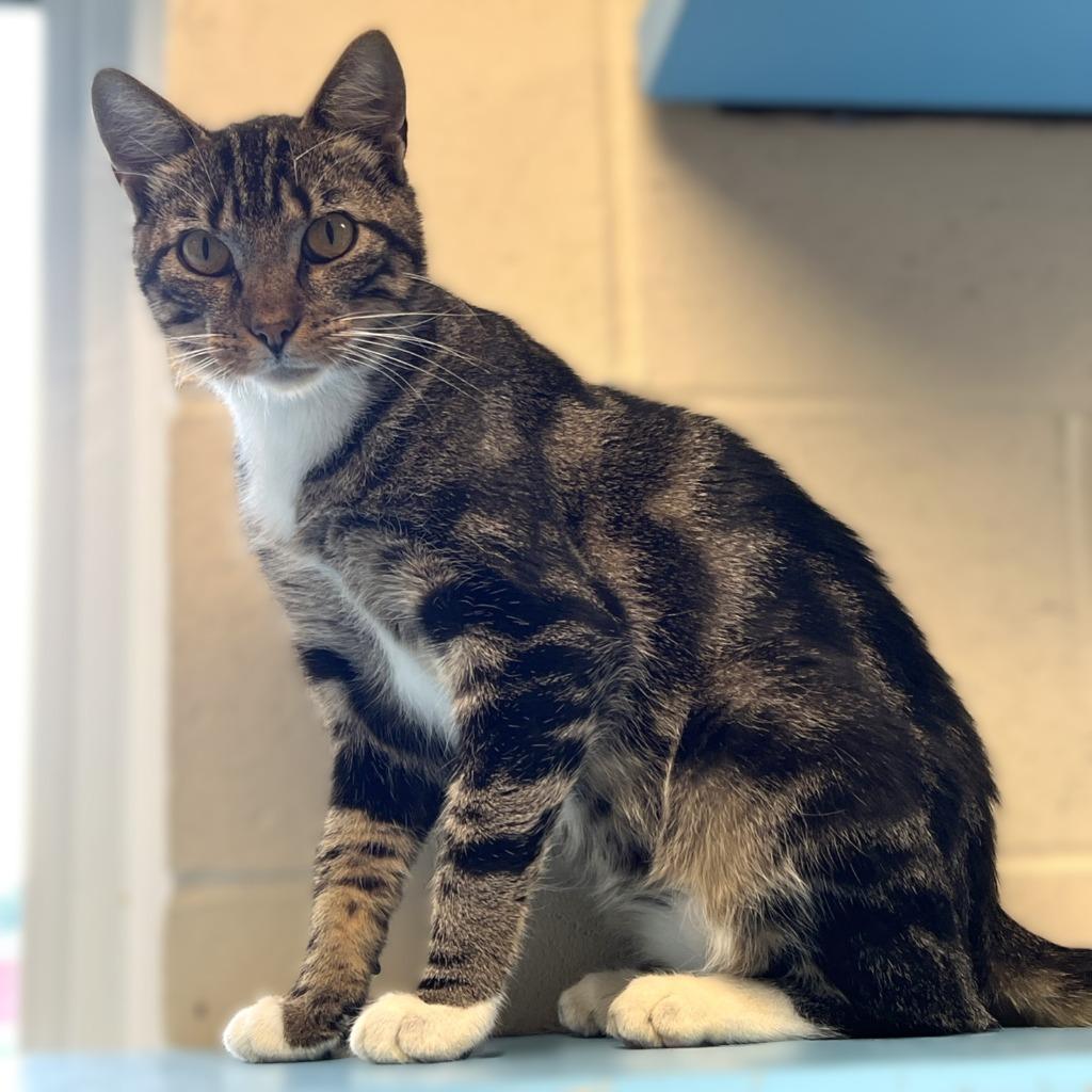 Mews, a Adoptable mixed breed in Columbia, IL image 2/4