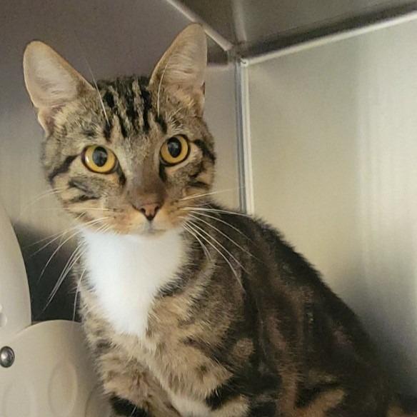 Mews, a Adoptable mixed breed in Columbia, IL image 3/4