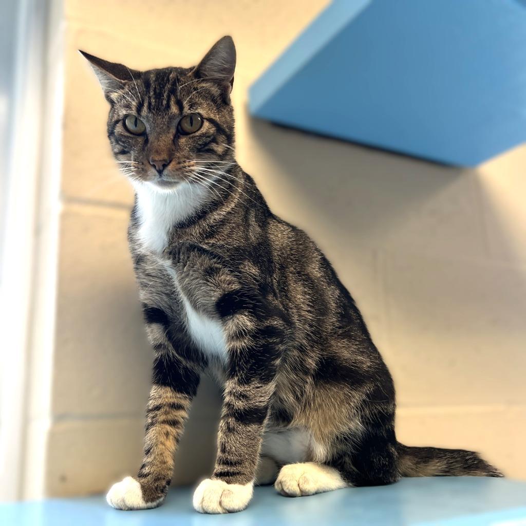 Mews, a Adoptable mixed breed in Columbia, IL image 4/4