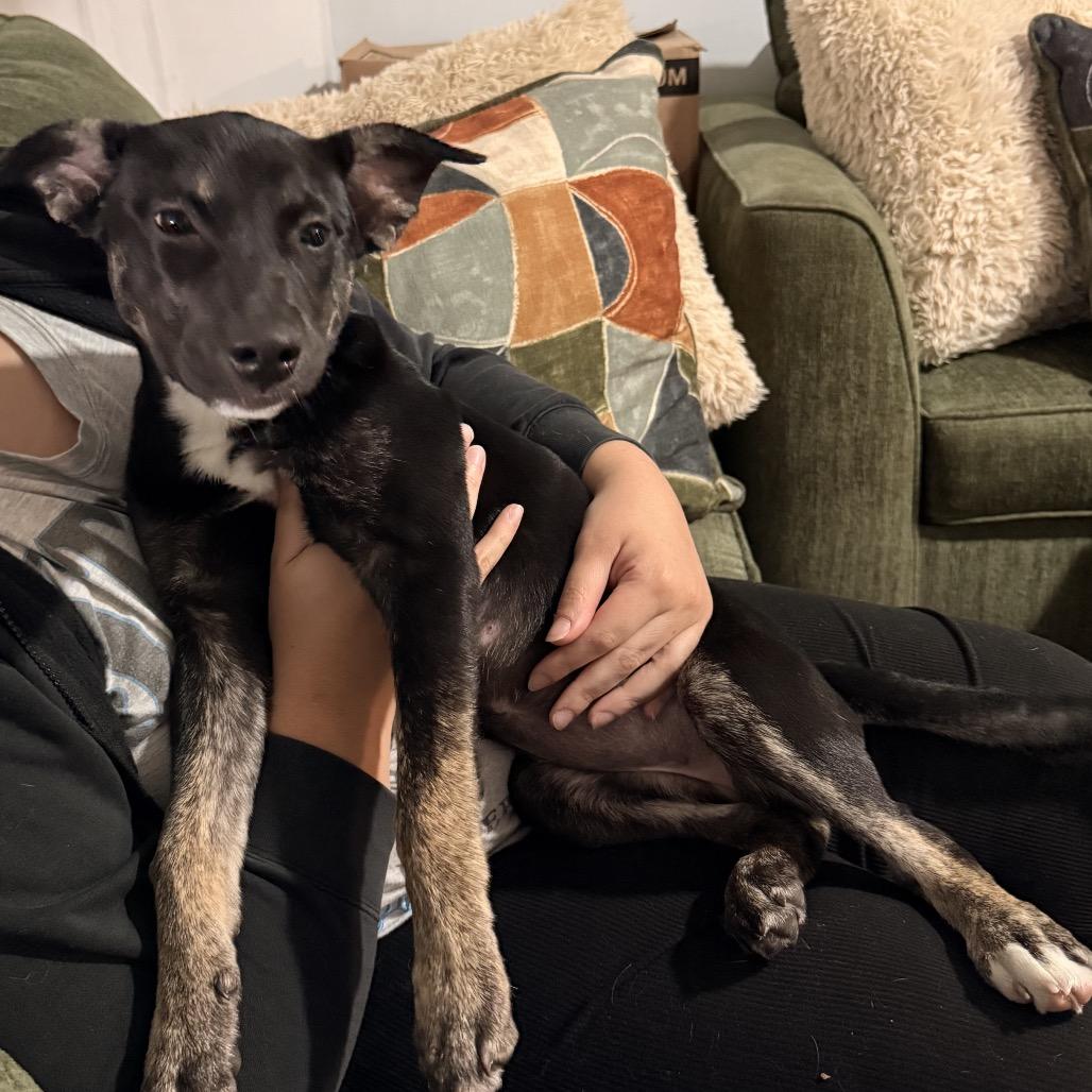 Enlarge Athena, a Adoptable Mixed Breed in Scituate, MA image 1/2