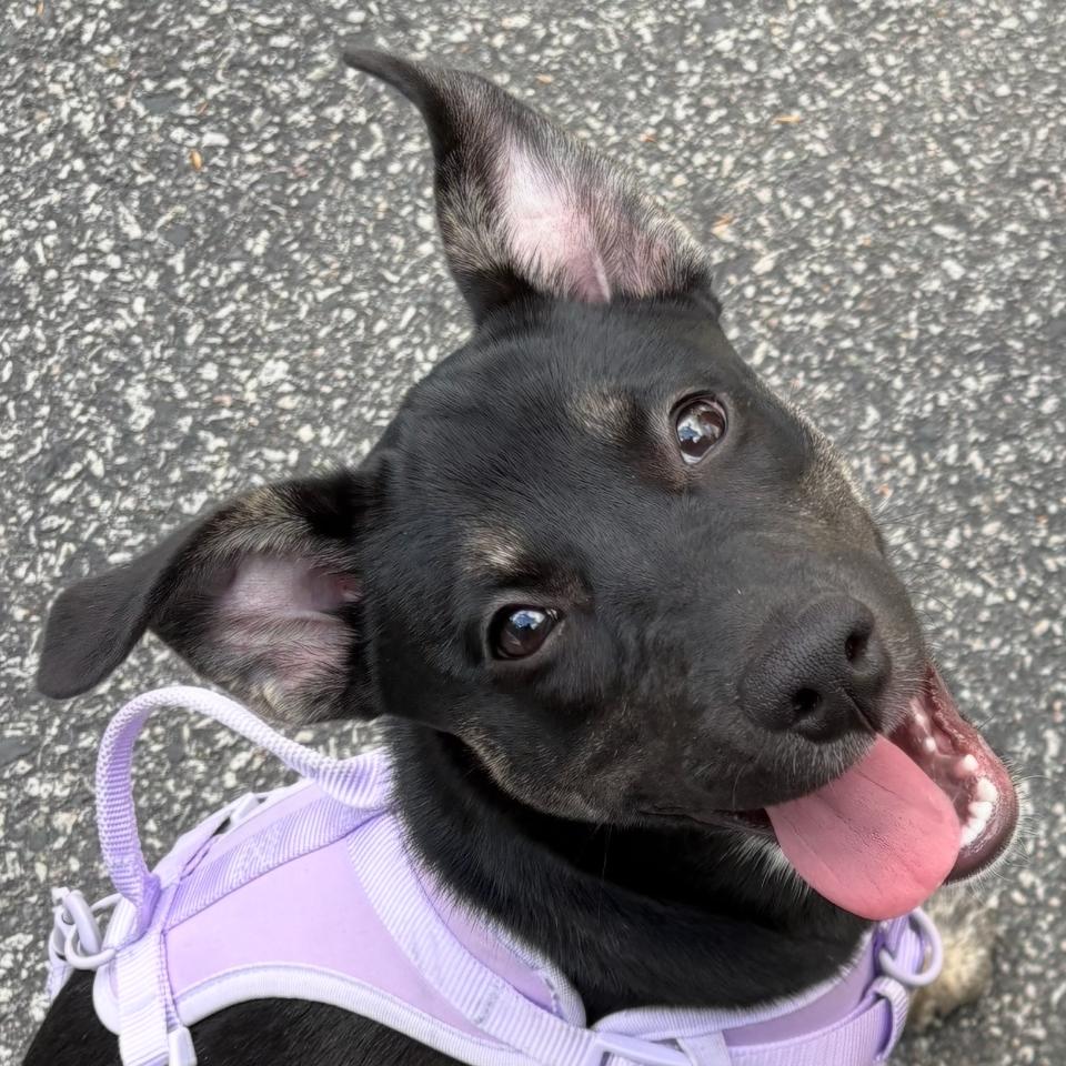 Enlarge Athena, a Adoptable Mixed Breed in Scituate, MA image 2/2