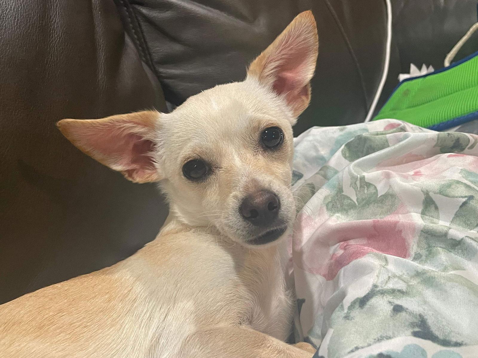 Tyson, Adopted, Young Male Maltese & Terrier.