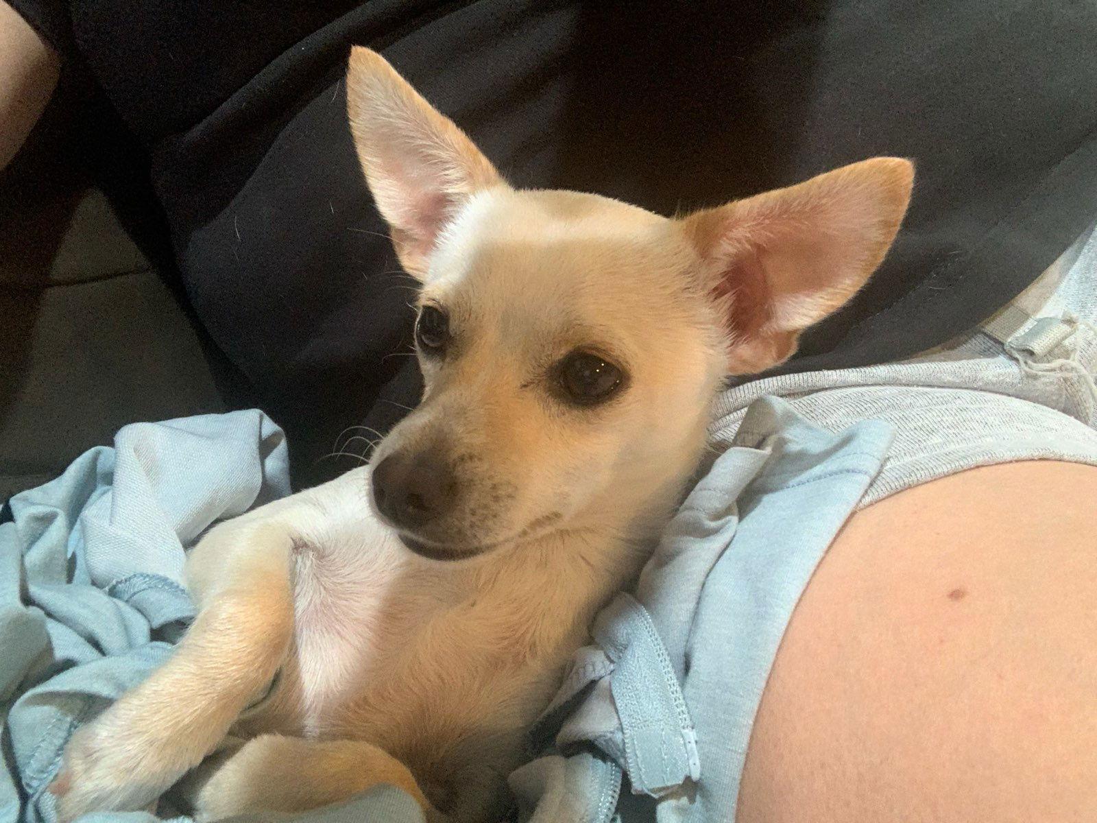 Enlarge Tyson, a Adopted mixed breed in Escondido, CA image 2/3