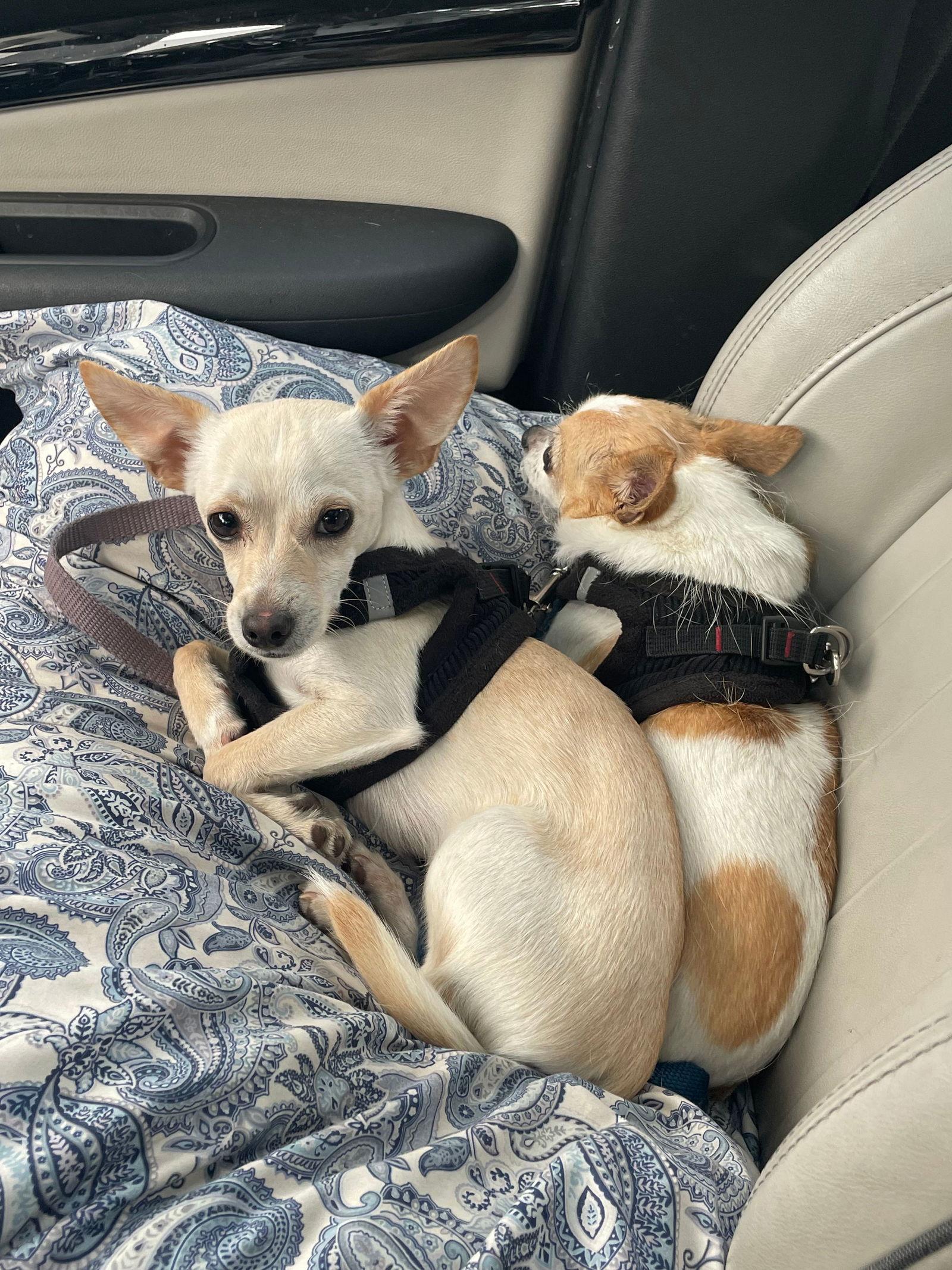 Enlarge Tyson, a Adopted mixed breed in Escondido, CA image 3/3