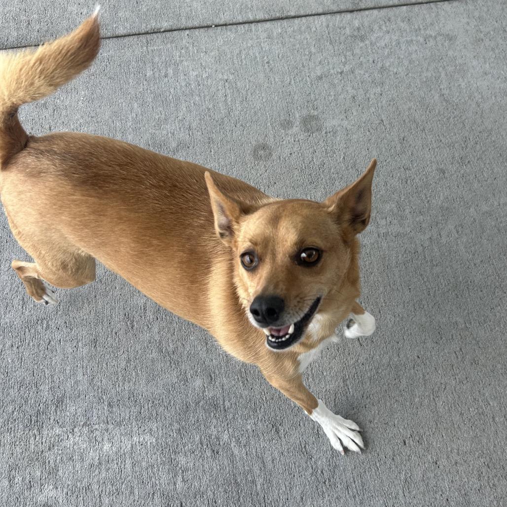 Macho Man, Adoptable, Adult Male Fox Terrier & Mixed Breed.