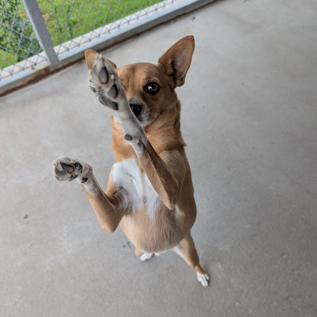 Enlarge Macho Man, a Adoptable mixed breed in Emporia, KS image 2/6