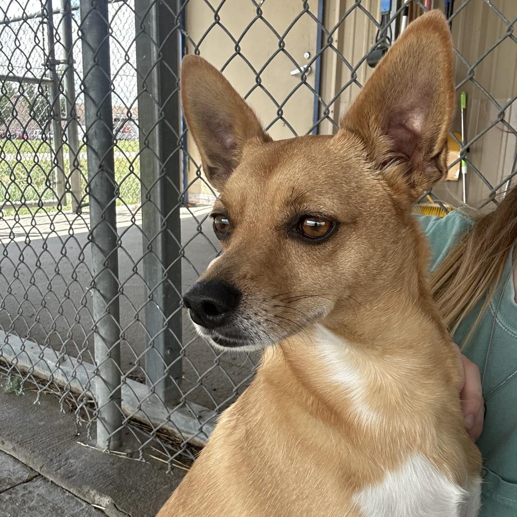 Enlarge Macho Man, a Adoptable mixed breed in Emporia, KS image 4/6