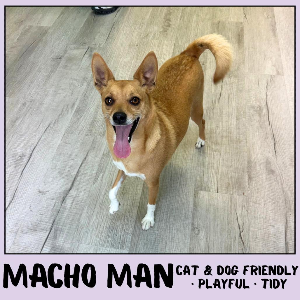 Enlarge Macho Man, a Adoptable mixed breed in Emporia, KS image 5/6