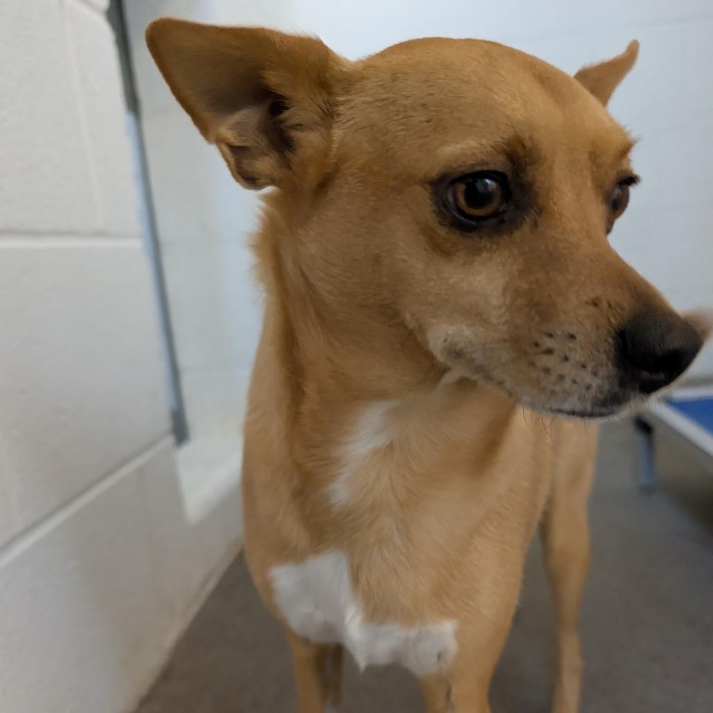 Enlarge Macho Man, a Adoptable mixed breed in Emporia, KS image 6/6
