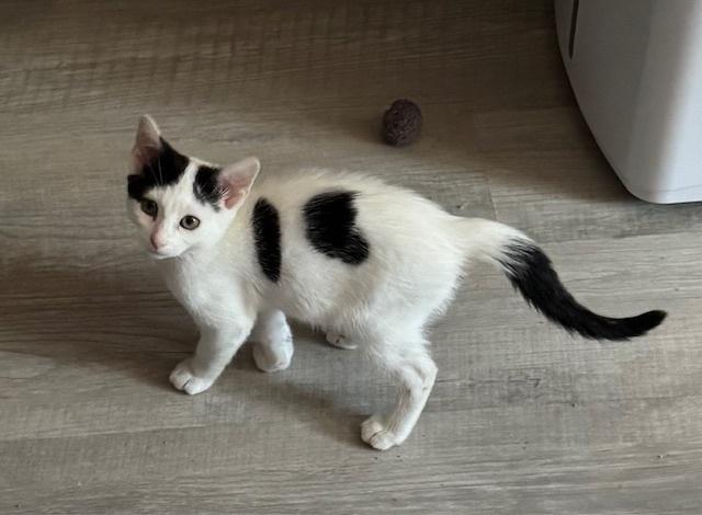 Kitten: Blackberry *Featured at the Petco in Columbia, MD*, Adoptable, Kitten Male Domestic Short Hair.