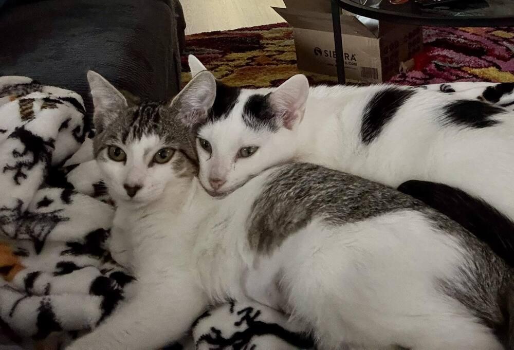 Enlarge Kitten: Blackberry *Featured at the Petco in Columbia, MD*, a Adoptable Domestic Short Hair in catonsville , MD image 2/3