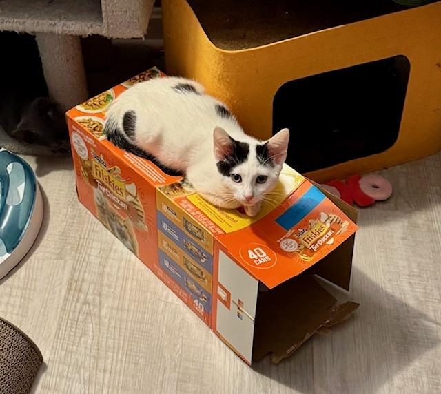 Enlarge Kitten: Blackberry *Featured at the Petco in Columbia, MD*, a Adoptable Domestic Short Hair in catonsville , MD image 3/3