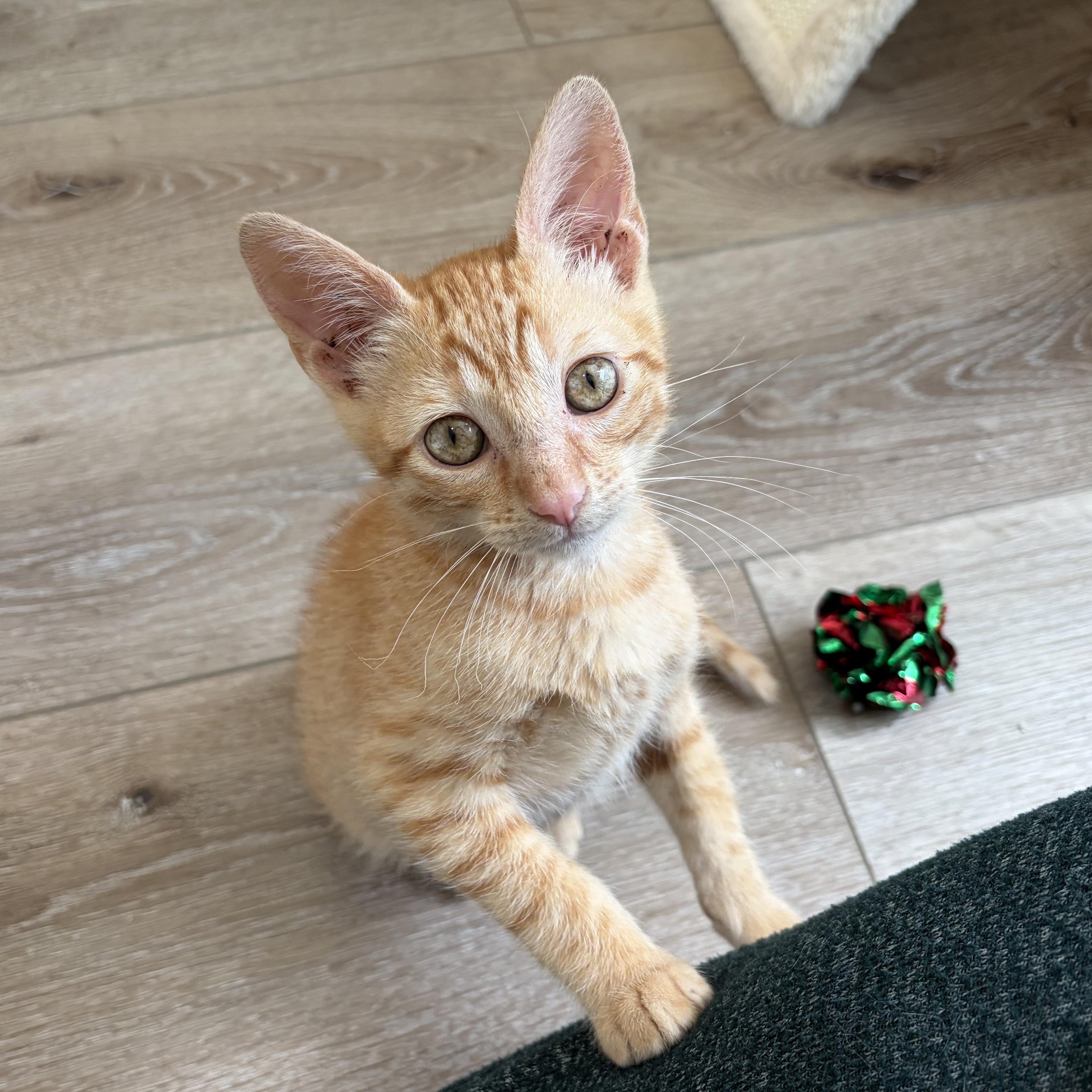 Enlarge Pickle, a Adoptable Domestic Short Hair in Wilton, CA image 4/6