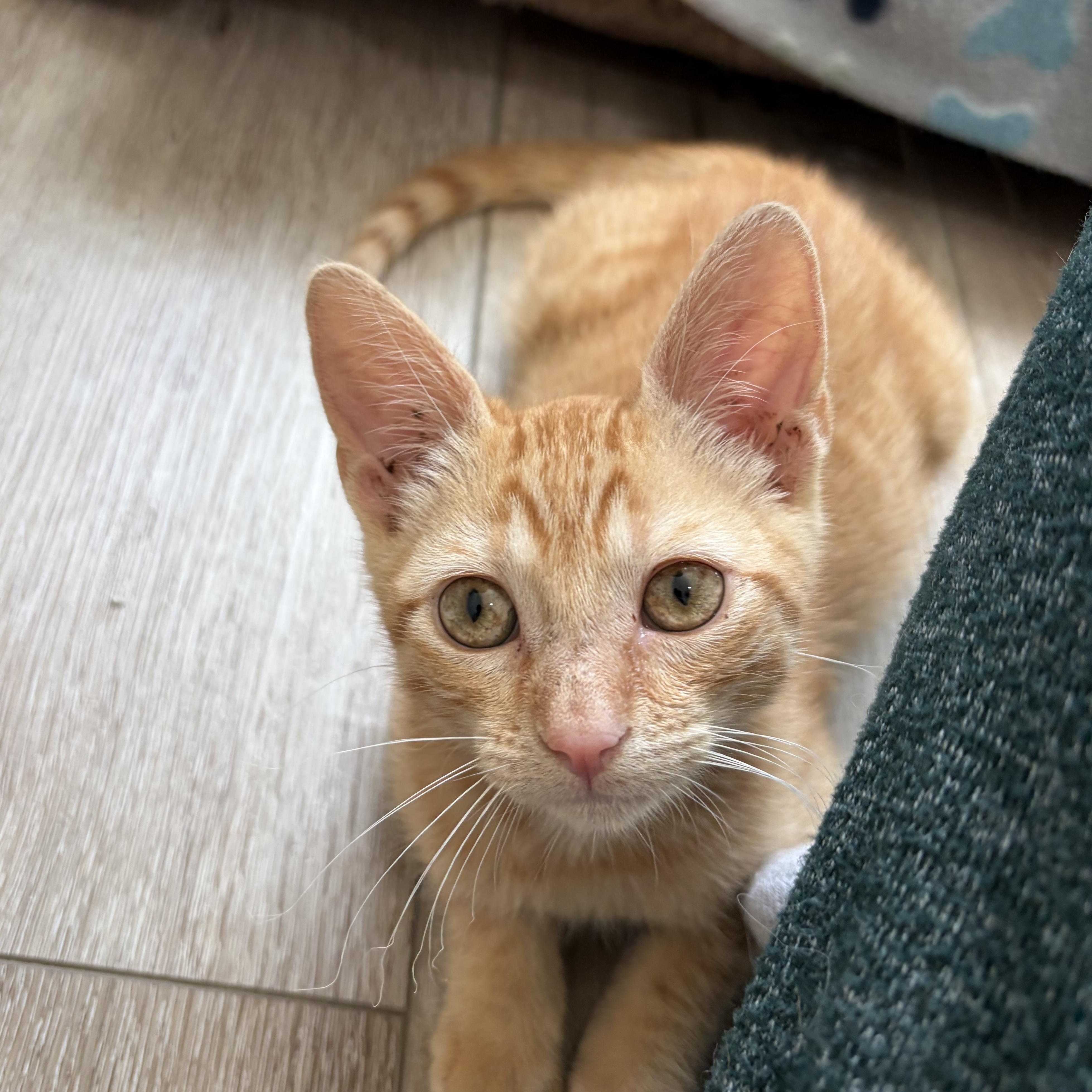 Enlarge Pickle, a Adoptable Domestic Short Hair in Wilton, CA image 5/6
