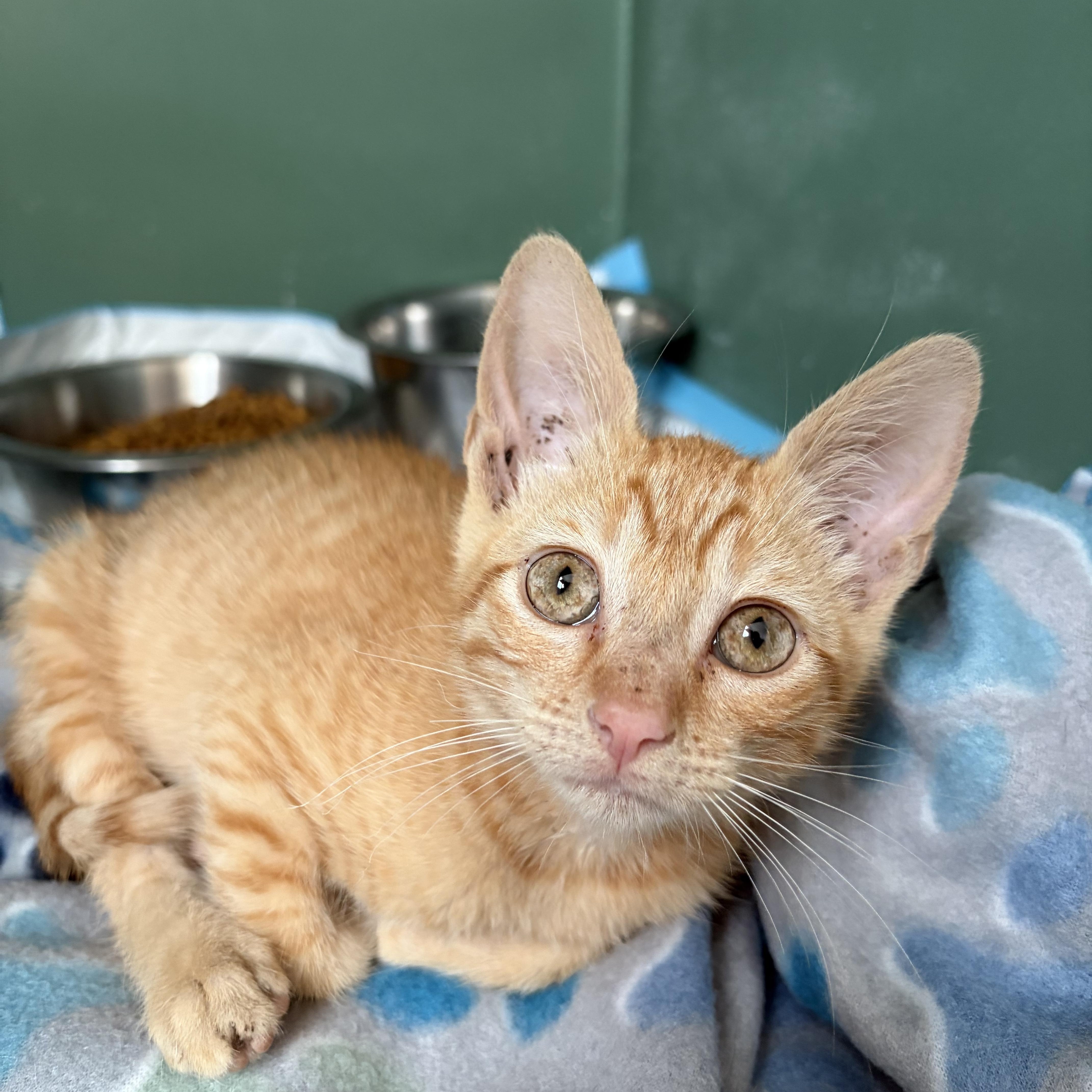 Pickle, Adoptable, Kitten Male Domestic Short Hair.