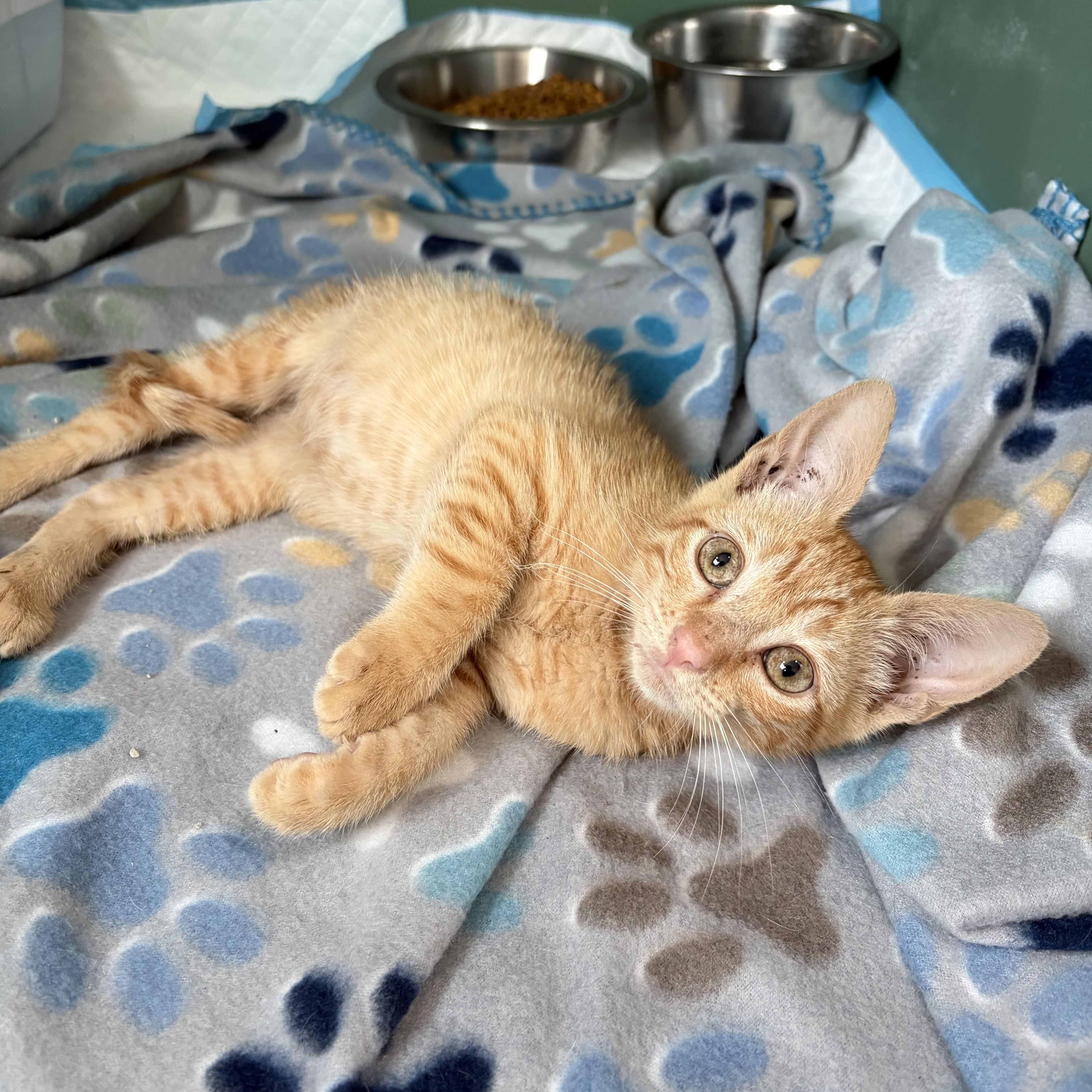 Enlarge Pickle, a Adoptable Domestic Short Hair in Wilton, CA image 2/6