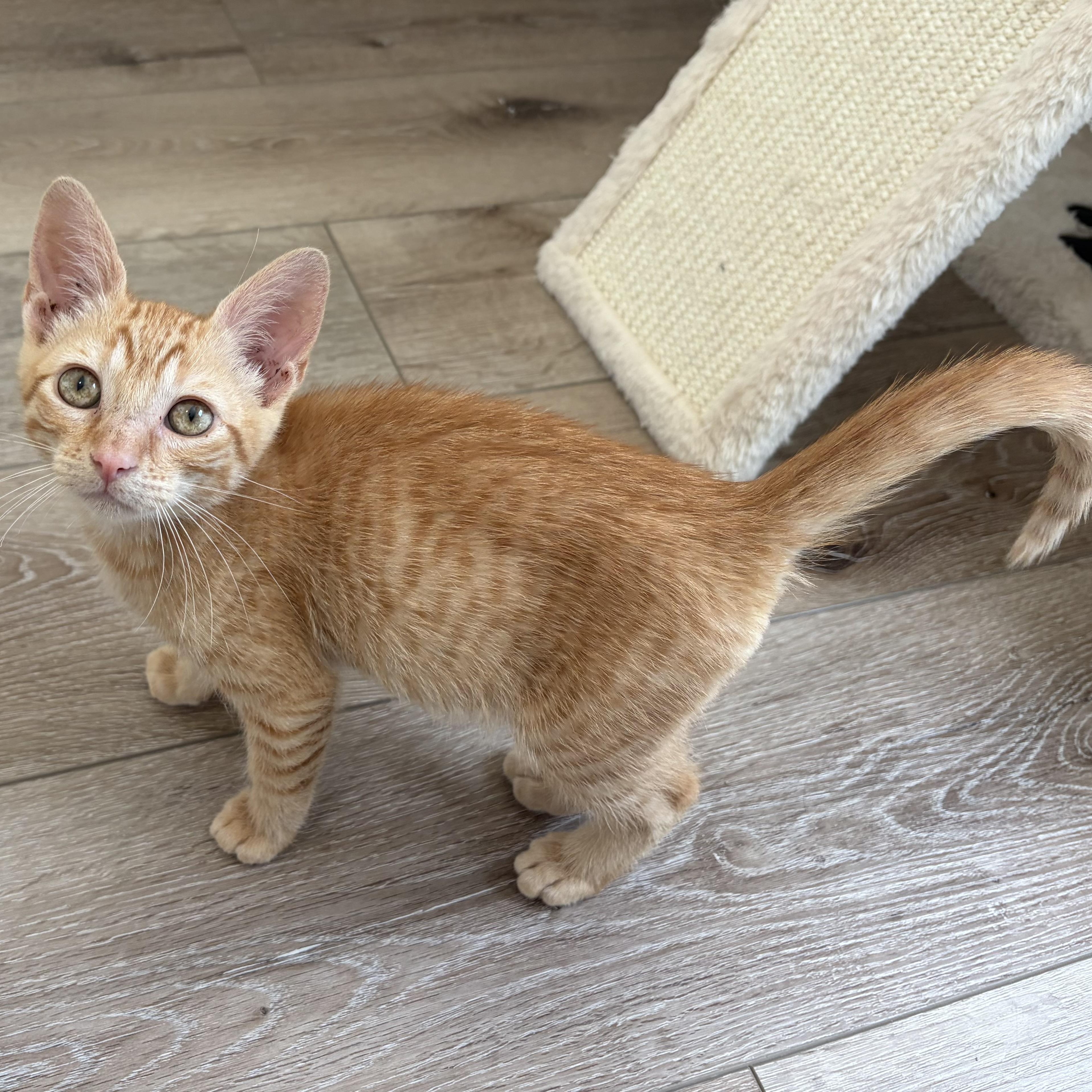Enlarge Pickle, a Adoptable Domestic Short Hair in Wilton, CA image 3/6