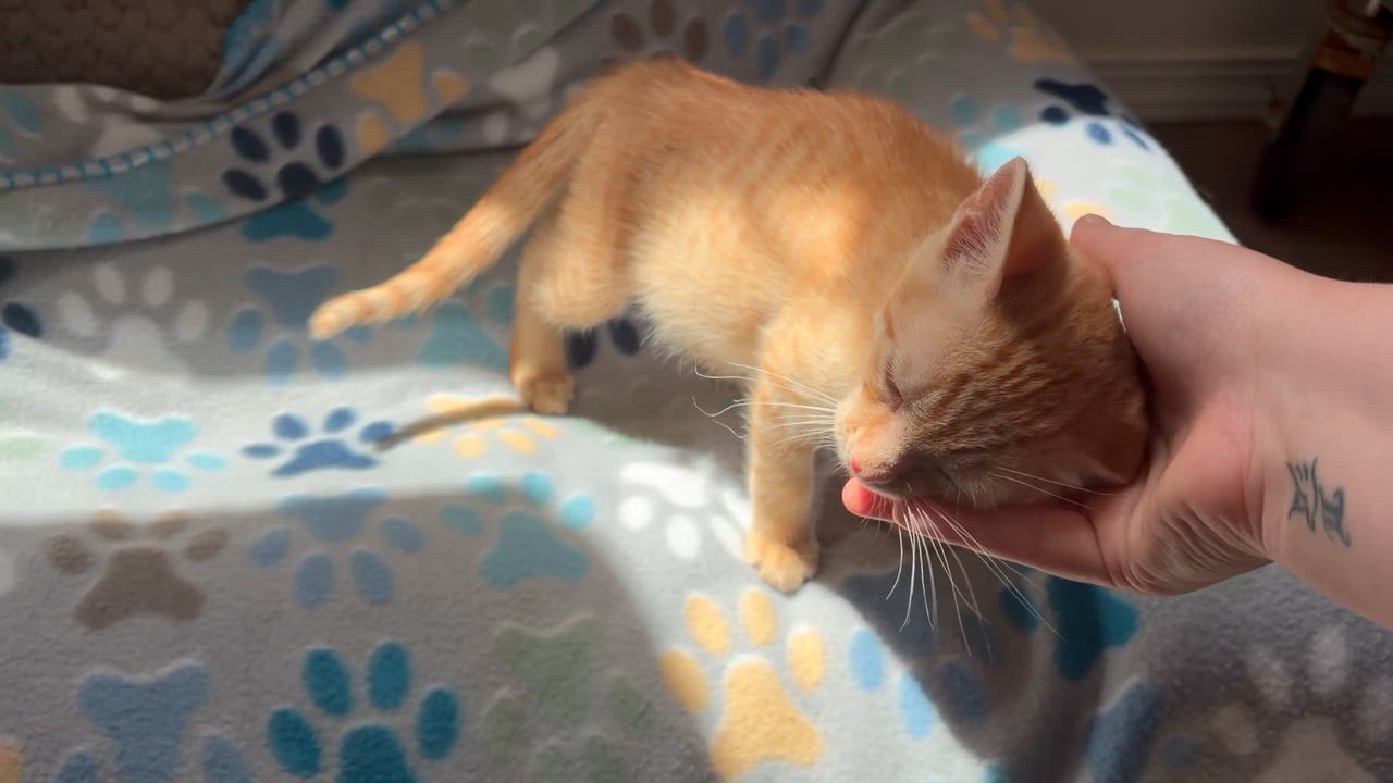 Enlarge Pickle, a Adoptable Domestic Short Hair in Wilton, CA video 6/6