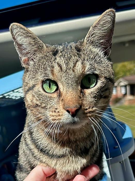 Enlarge Rowan, a Adopted Tabby in Bristol, TN image 1/1