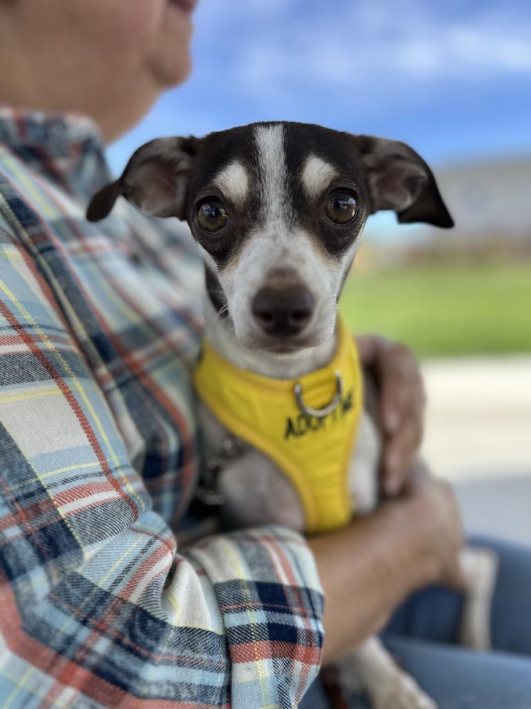 TURKEY, adoptable, Adult Female Chihuahua & Jack Russell Terrier.