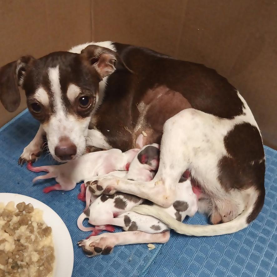 Enlarge TURKEY, an adoptable mixed breed in ATASCADERO, CA image 5/6