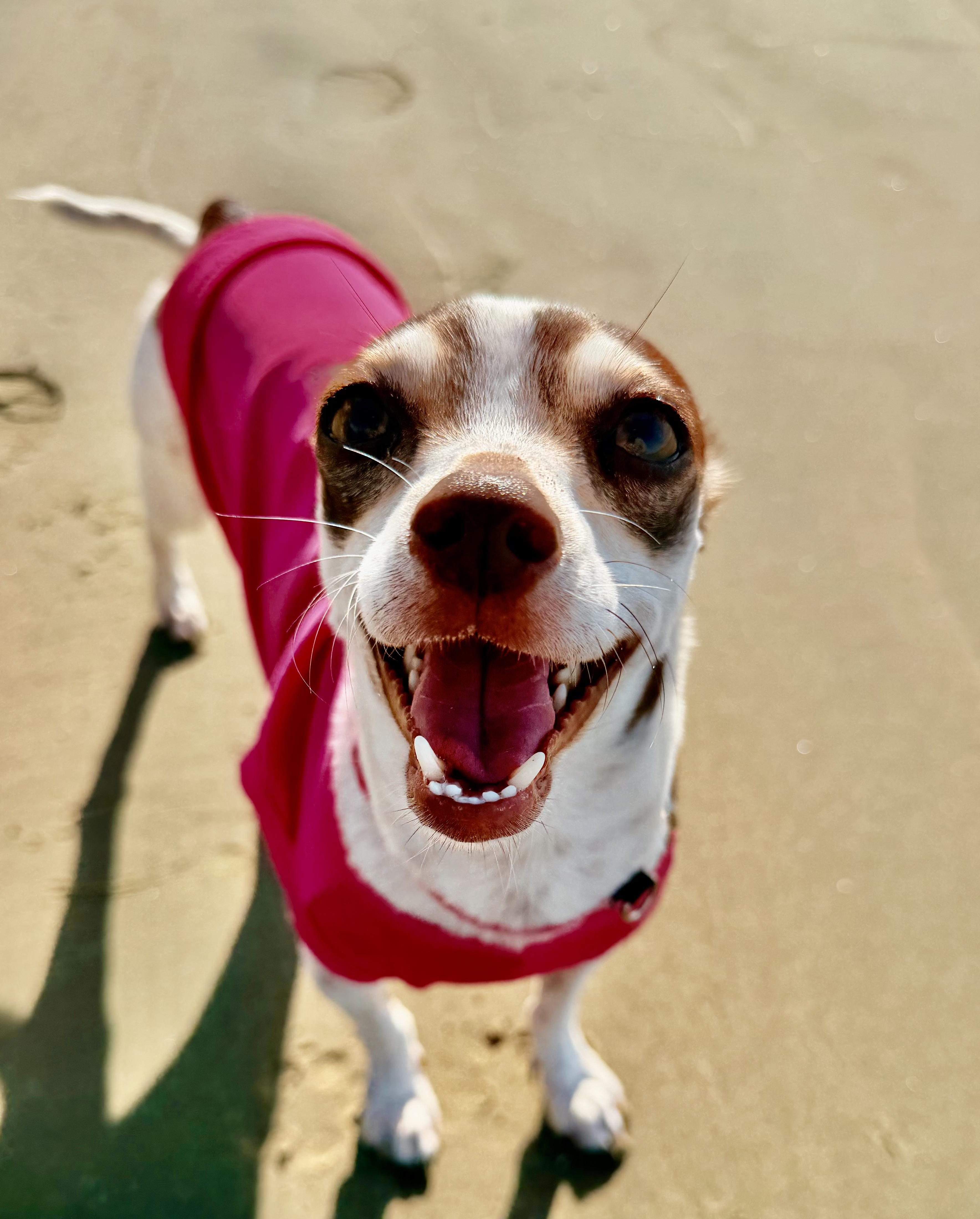 Enlarge TURKEY, an adoptable mixed breed in ATASCADERO, CA image 6/6