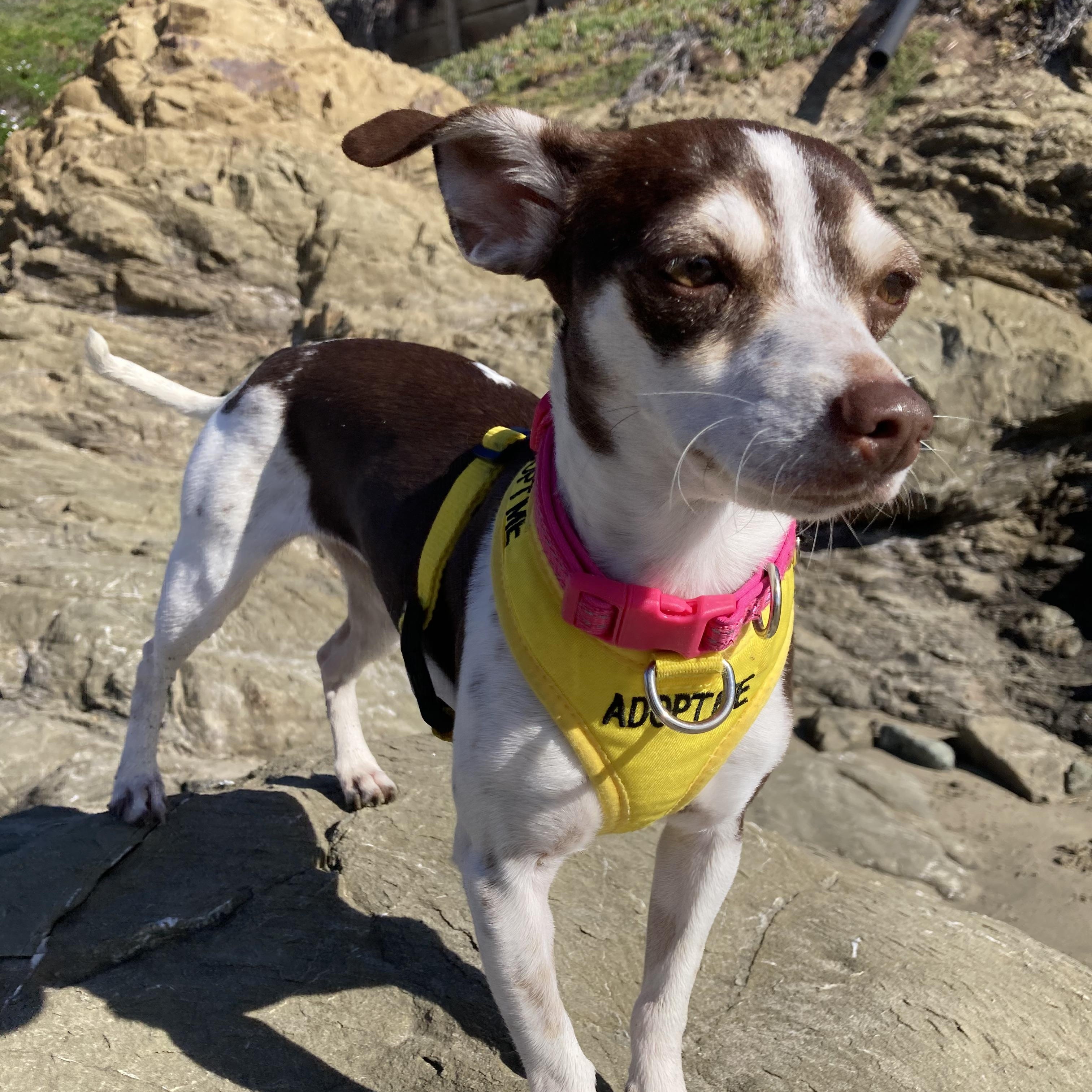 Enlarge TURKEY, an adoptable mixed breed in ATASCADERO, CA image 2/6