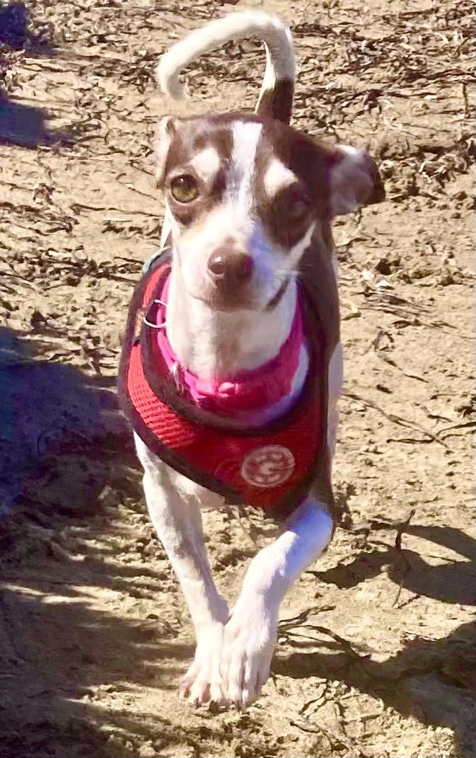 TURKEY, adoptable, Adult Female Chihuahua & Jack Russell Terrier.