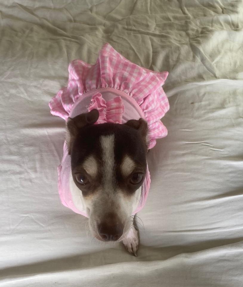 Enlarge TURKEY, an adoptable mixed breed in ATASCADERO, CA image 4/6