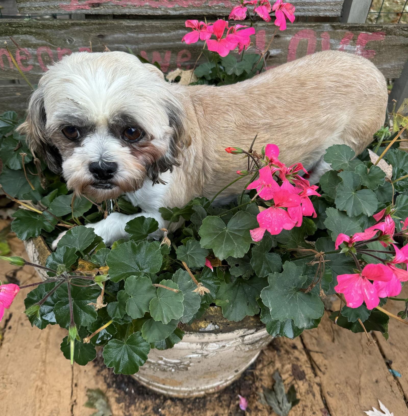 Nettie, Adoptable, Senior Female Shih Tzu.