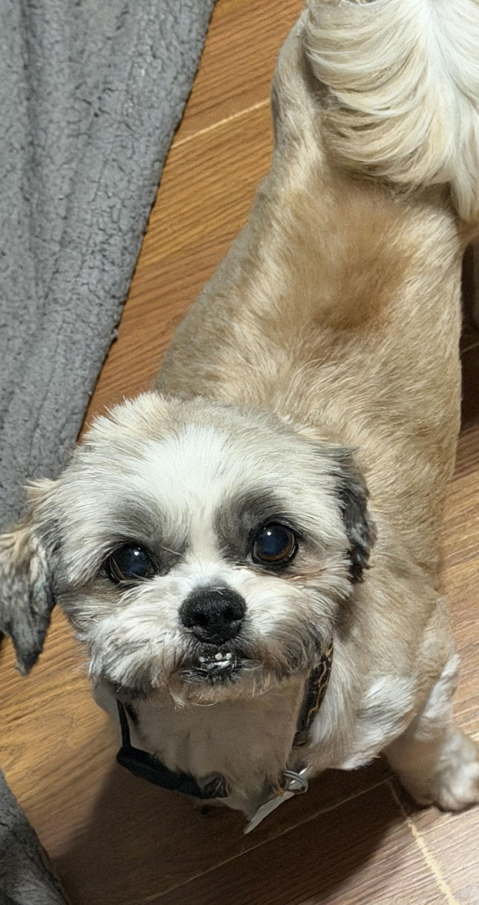 Enlarge Nettie, a Adopted Shih Tzu in Sioux Falls, SD image 1/3