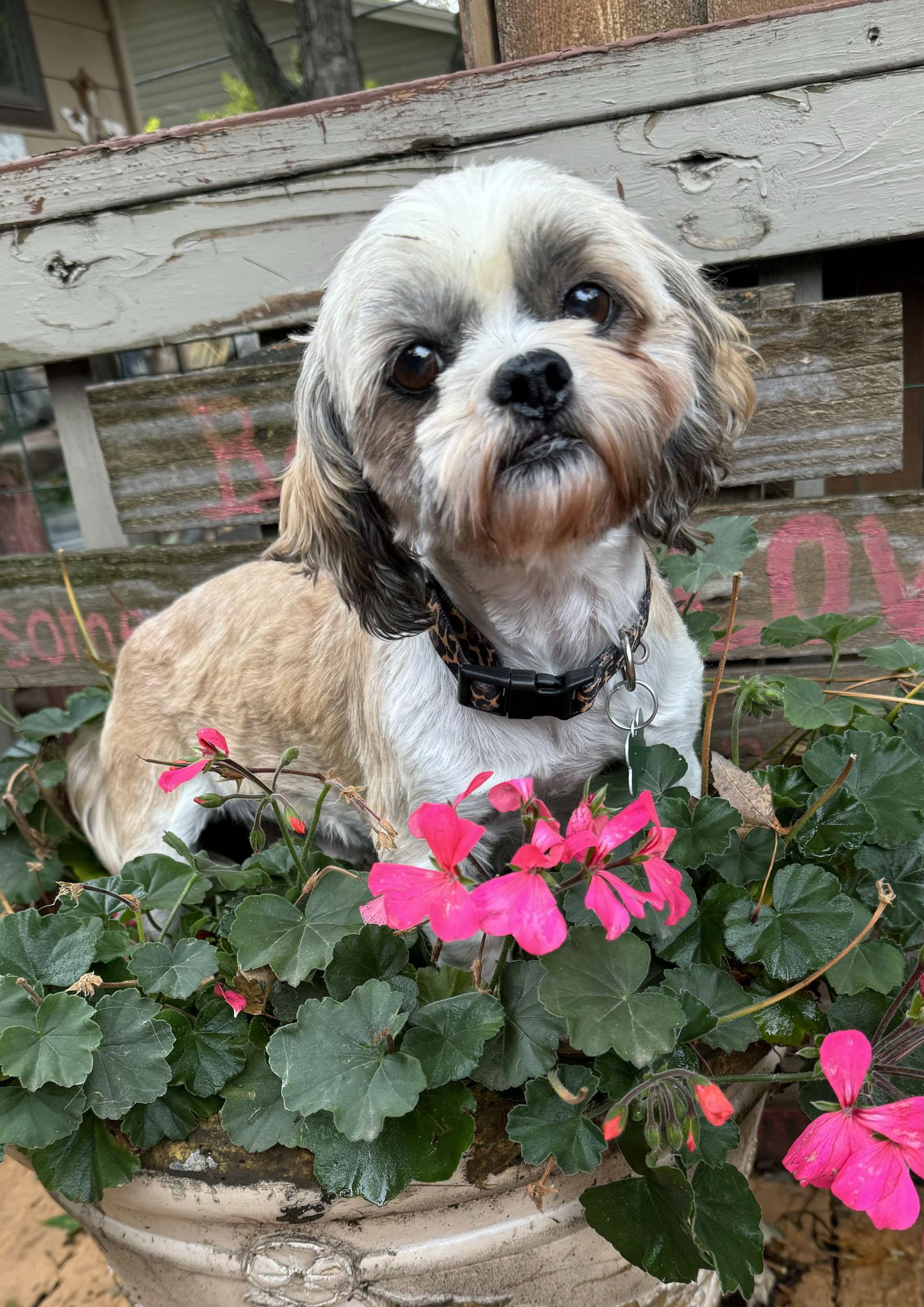 Nettie, a Adoptable Shih Tzu in Sioux Falls, SD image 2/3